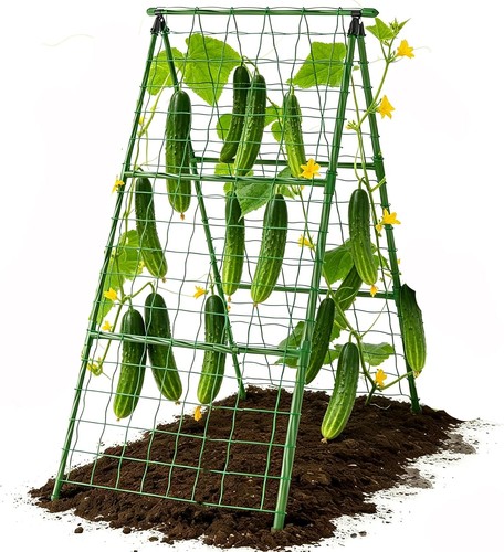 Cucumber trellis garden - cucumber,