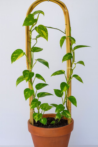 Set bamboo plant support - of, 3